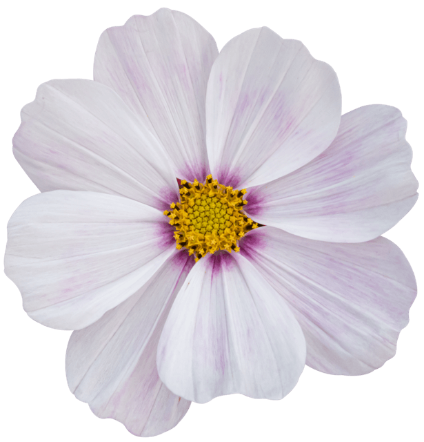 Weiße Blüte Pastell