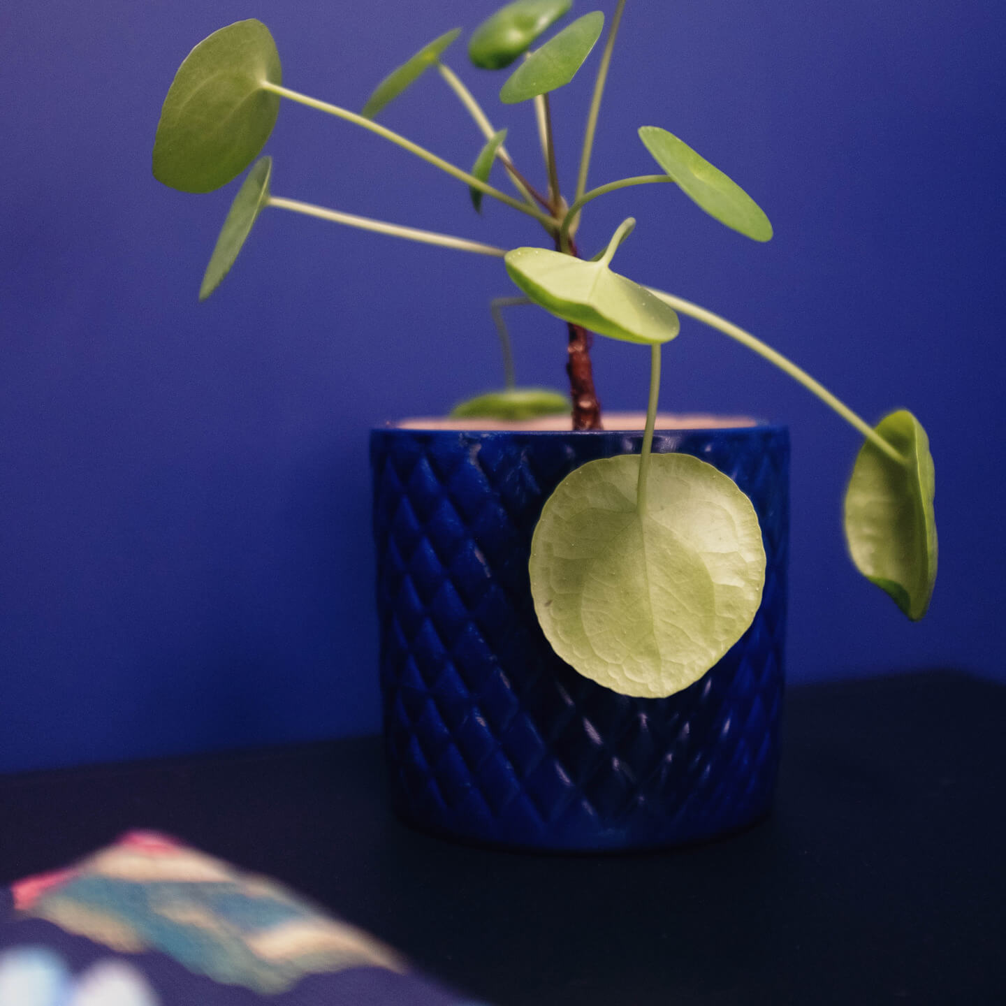 MissPompadour Blau mit Mitternacht - Die Nützliche 2.5L