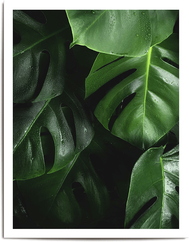 Urban Jungle Fotokarte