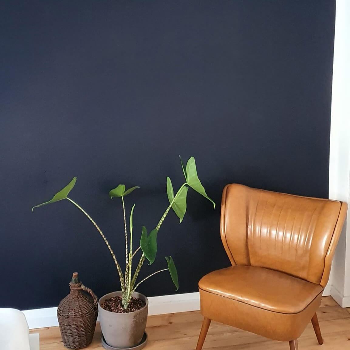 MissPompadour Blue with Black - The Functional Wall Paint 1L